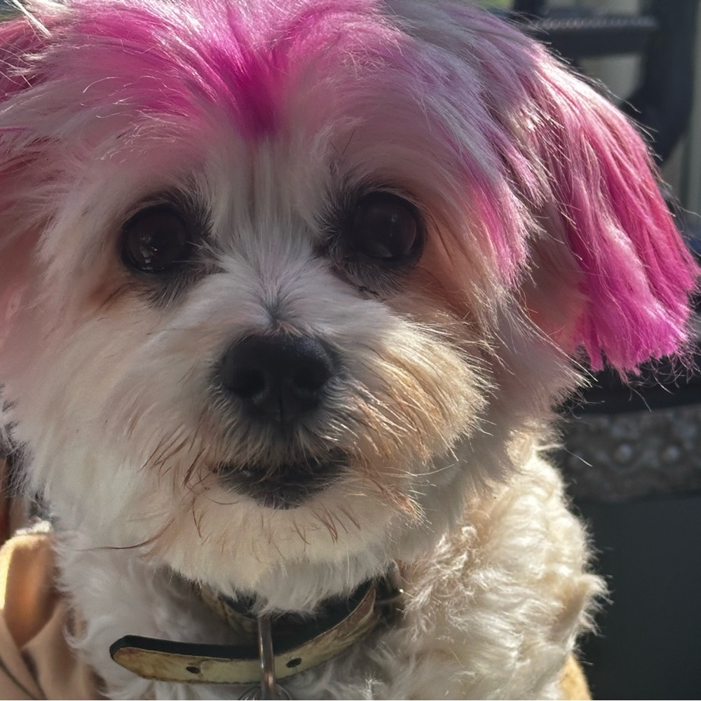 like for notification of my live show mystery bags Patricia Nash - Picture 4 of 5